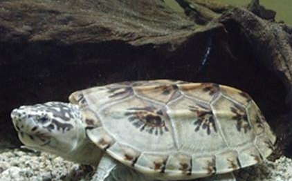 三弦巨型鹰嘴泥龟属于什么品种？有哪些生活习性呢？