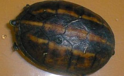 果核泥龟有哪些形态特征？一般都分布在哪里呢？