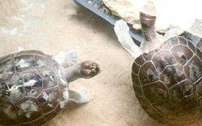咸水泥彩龟属于什么品种？都有哪些喂养的技巧呢？