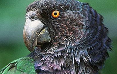 帝王亚马逊鹦鹉有哪些形态特征？又分布在哪里呢？