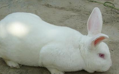 新西兰兔有哪些形态特征？一般都分布在哪里呢？