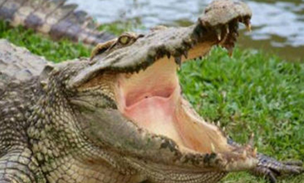 在自然界中，马来长嘴鳄适应环境的能力究竟有多强？