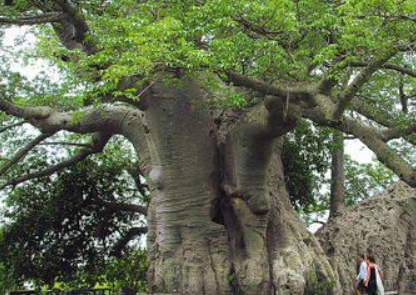 百骑大栗树——世界上最粗的树