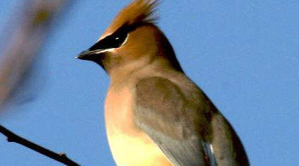 在自然界的生物中，雪松太平鸟有哪些生活习性与繁殖方式？