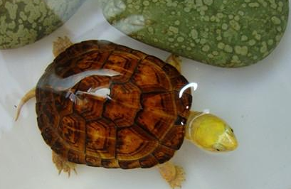 黄喉拟水龟有哪些习性？喂养时有哪些需要注意的呢？