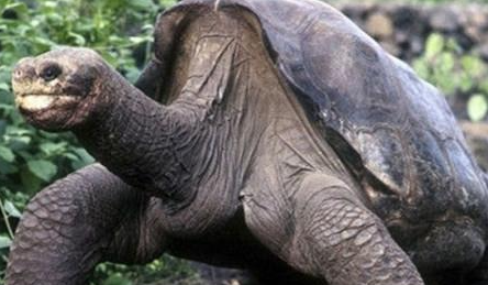 加拉帕戈斯象龟是有哪些生活习性？为什么会灭绝呢？