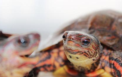 洪都拉斯木纹龟有哪些形态特征？一般都分布在哪里呢？