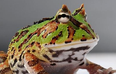 角蛙属于什么品种？都有哪些喂养的技巧呢？