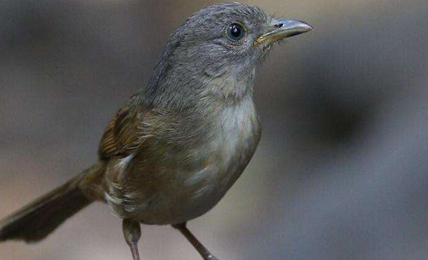 在自然界的生物中，褐双点雀有哪些特点与繁殖方式？
