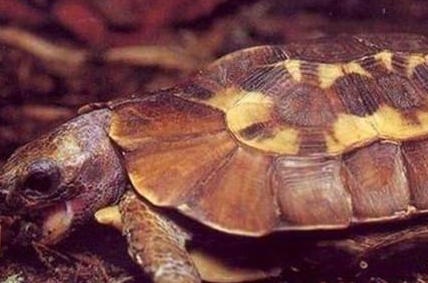 荷叶陆龟属于什么品种？都有哪些喂养的技巧呢？