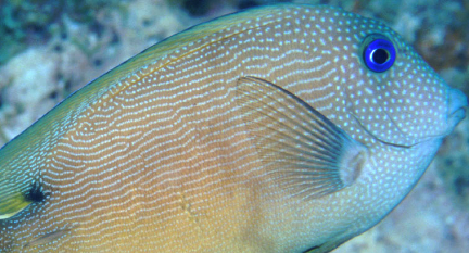 在自然界中，双斑栉齿刺尾鱼最喜欢生活在怎样的环境中？