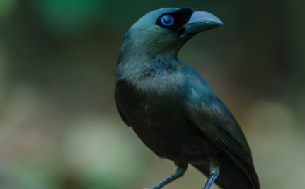 在自然界中，盘尾树鹊与乌鸦在外形上有怎样的差别？
