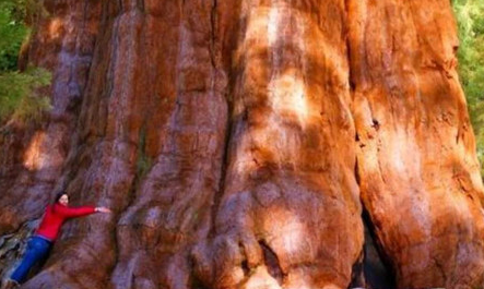 雪曼将军树为何是世界上最大的树？仅直径就达到11.1米