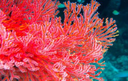台湾红珊瑚有怎样的美称？为何是世界上最珍贵的珊瑚？