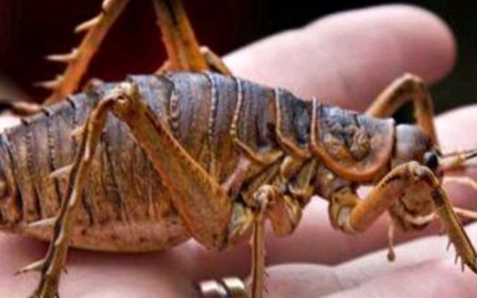 巨型蝗虫出现在哪些地方？竟被称为世界上最大的蝗虫