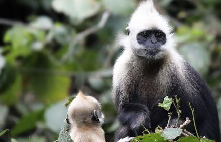 白头叶猴的数量有多少？目前竟是世界上最稀有的猴子