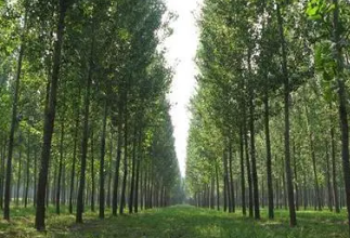 古人植树造林的故事  人们为什么要植树造林?_https://www.ipzc.cn_历史秘闻_第1张