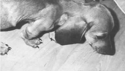 苏联载狗的卫星二号上天