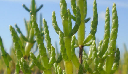 盐角草为何是世界上最著名的耐盐植物？其含盐量高达92%