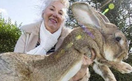 大流士兔为何是世界上最胖的兔子？只因其体重高达45斤
