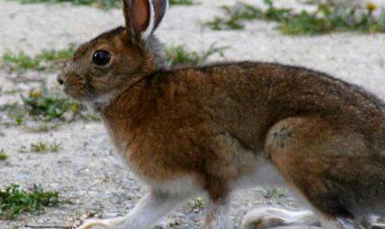 白靴兔有什么特点？为何被誉为世界上最会变色的兔子？