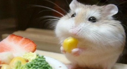 小仓鼠有什么外貌特征？为何被称为世界上最可爱的老鼠？