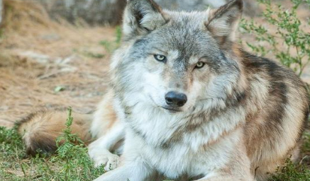 作为世界上最大的犬科动物，北美灰狼的战斗力究竟如何？