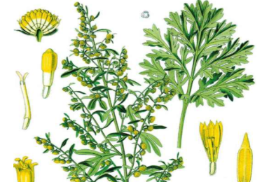 本草纲目&middot;第八卷&middot;草部&middot;艾具体内容是什么？