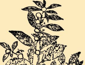 本草纲目&middot;第八卷&middot;草部&middot;天名精原文是什么内容？