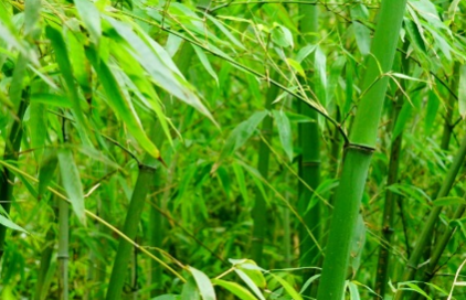 对花竹属于什么品种？又有哪些生长的习性呢？