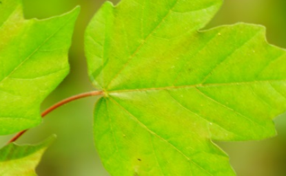 羊角槭属于什么品种？又有哪些生长的习性呢？