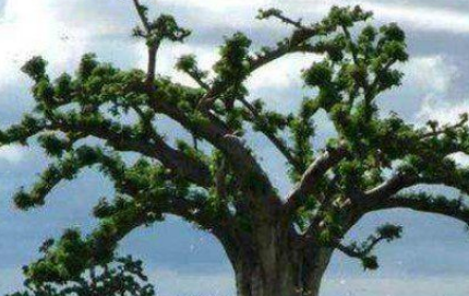 作为世界上12种最奇怪的树之一，吸血树真的能吸血吗？