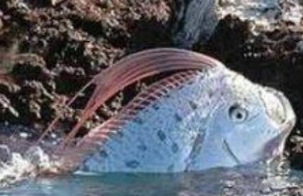 桨鱼究竟长什么样子？竟被称为世界上最怪异的生物