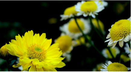 菊花有什么特点？为何会被称为世界上最纯洁的花？