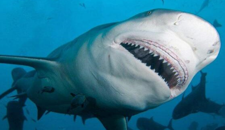 到目前为止，人类发现世界上最大的虎鲨长达多少米？