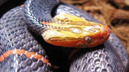 目前来说，喜玛拉雅白头蛇为何是世界上最罕见的毒蛇？