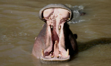 作为世界上嘴巴最大的动物，河马的咬合力怎么样？