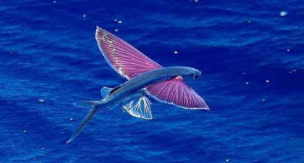 到目前为止，哪一种鱼是世界上飞的最远的鱼？