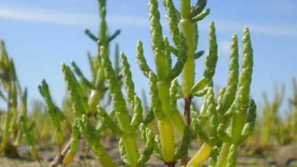 世界上最著名的耐盐植物叫什么名字？它有何特殊结构？