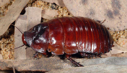 作为世界最大的蟑螂，为什么有人把犀牛蟑螂当做宠物？