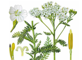 本草纲目&middot;第八卷&middot;草部&middot;蓍原文是什么内容？