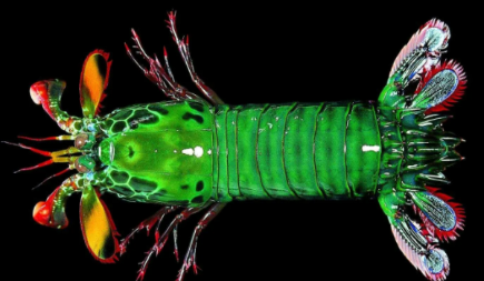 雀尾螳螂虾一拳的威力有多大？冲击力可以达到120斤