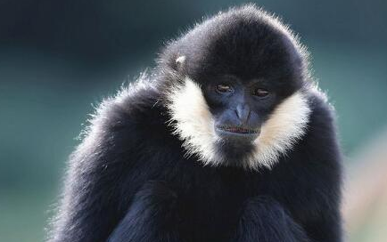 白颊长臂猿的特点是什么？为何被称为世界上最酷的猿？