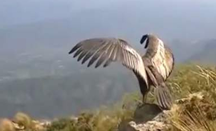 作为世界上最大的飞行动物，安第斯神鹰有什么特点？