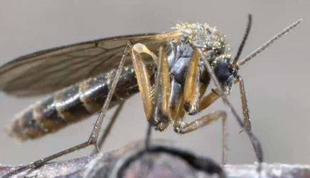 面对世界上毒性最强的蚊子，该如何预防花斑蚊的叮咬？