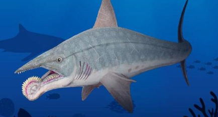 作为世界上最为神秘的鲨鱼，旋齿鲨到底可怕在哪里？