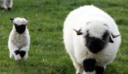作为世界上最可爱的羊，黑鼻羊受欢迎到了什么程度？
