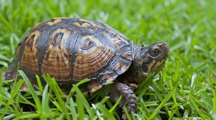 世界上跑的最快的乌龟叫什么名字？人们又如何戏称它？