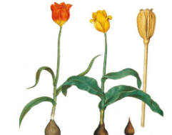 本草纲目&middot;第八卷&middot;草部&middot;郁金香原文是什么内容？