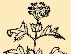 本草纲目&middot;第八卷&middot;草部&middot;兰草具体内容是什么？